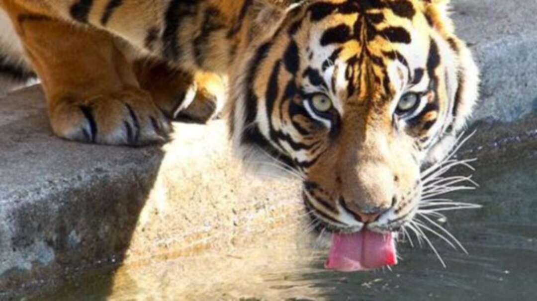 Sumatran tiger kills farmer in Indonesia