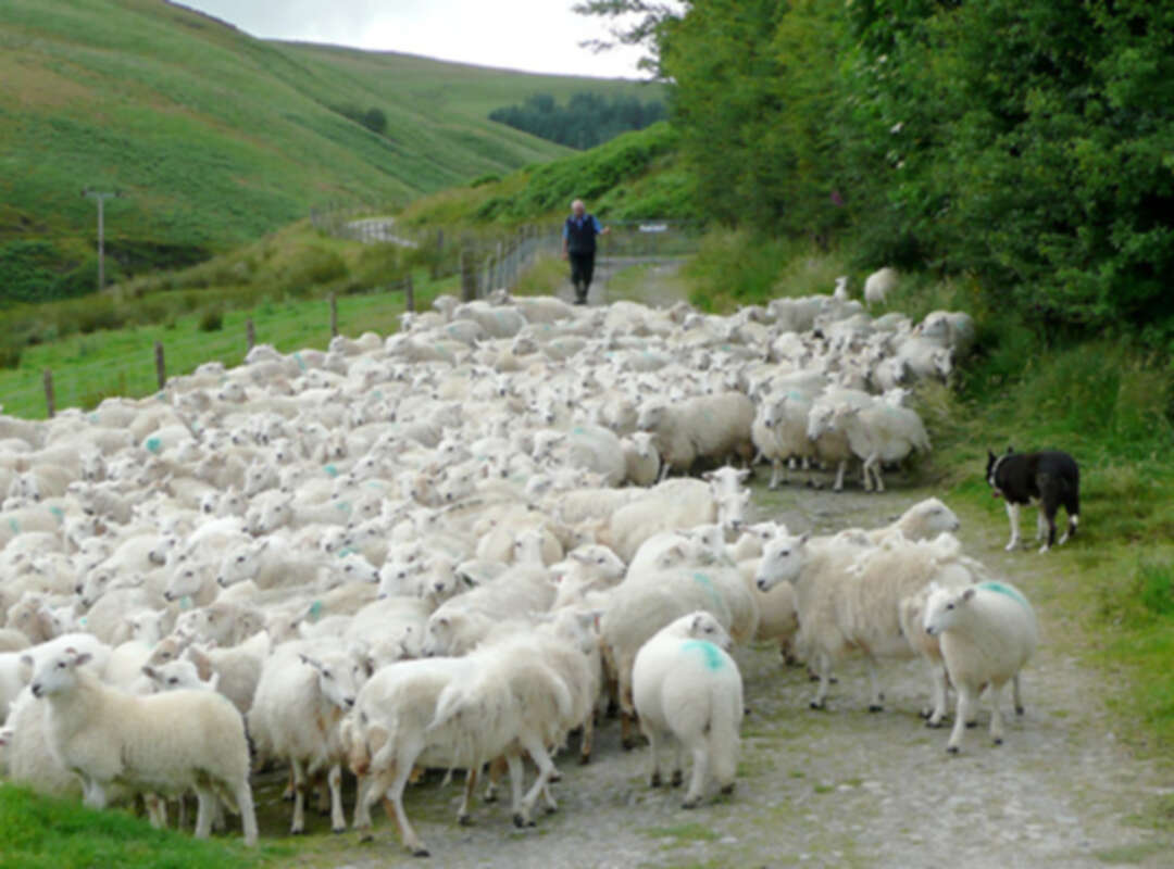 agriculture :  a year dominated by Brexit