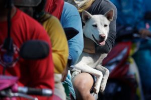 A dog waits in line with his owner as authorities enforced total evacuation of residents living near Taal volcano in Agoncillo town. (AP)