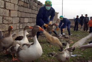 Iraqi health workers collect ducks from local village farms, Wednesday, Feb. 8, 2006, on the outskirts of Sulaimaniyah, 260 kilometers (160 miles) northeast of Baghdad, Iraq. (AP)