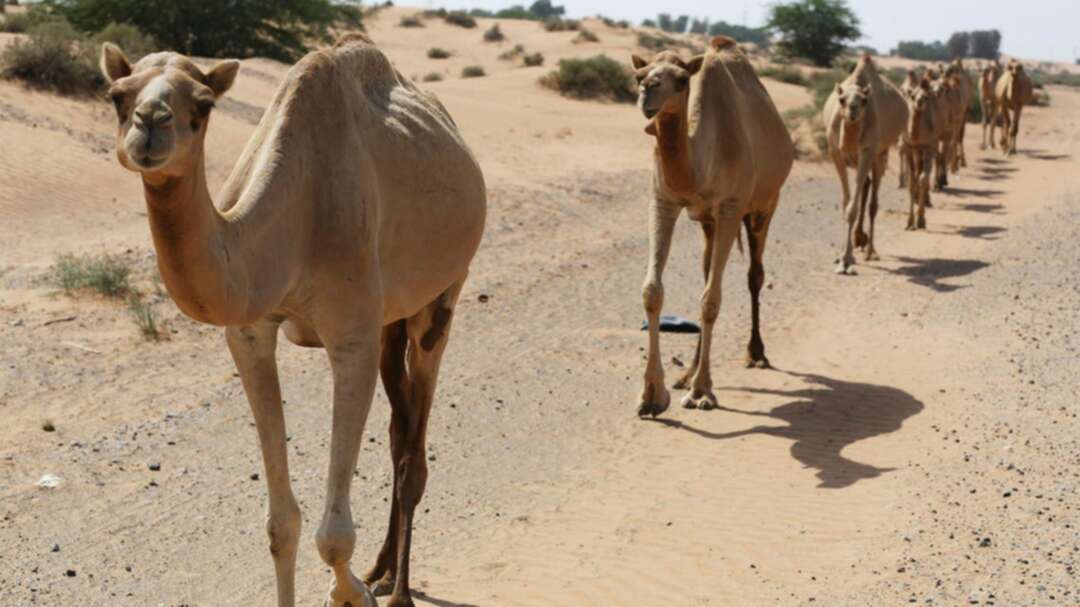 Man gifts girlfriend stolen baby camel, arrested by Dubai Police