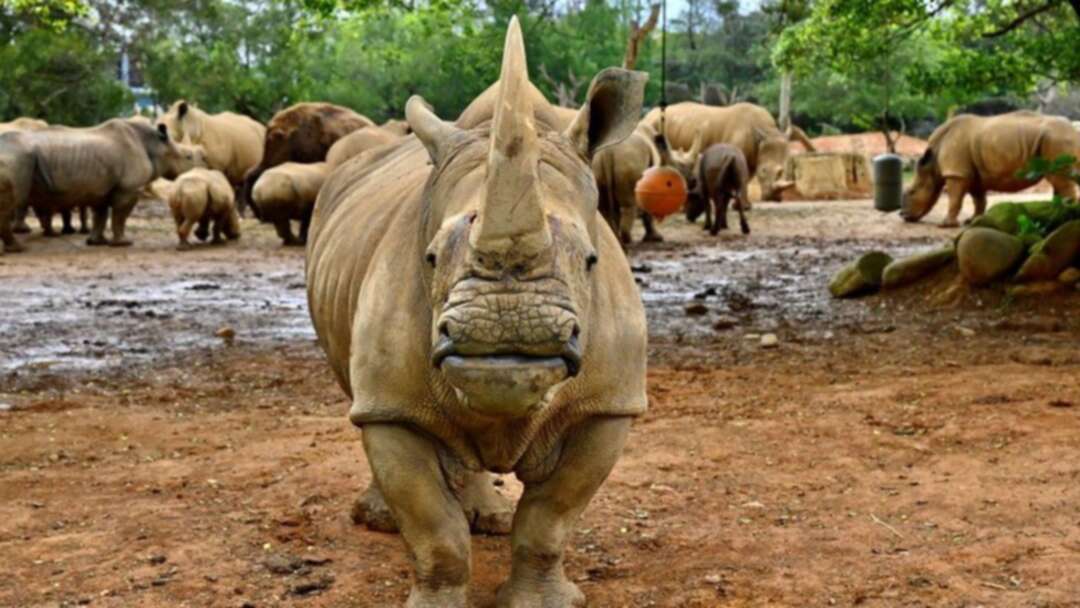 Emma, the White rhino, looks for love in Japan