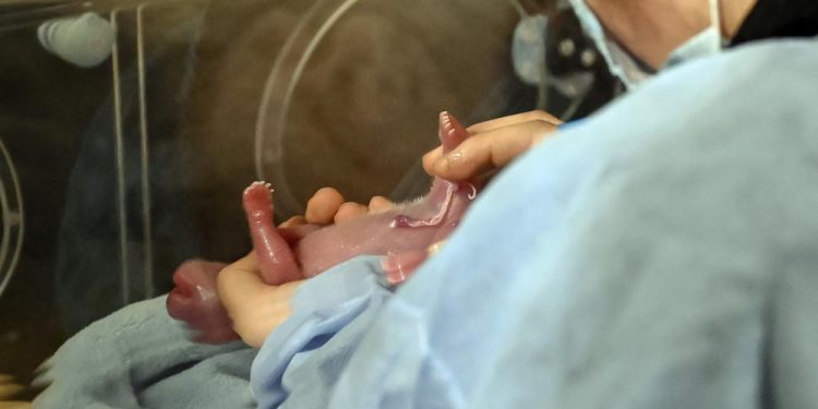 Giant panda in French zoo gives birth to ‘lively’ twin girls