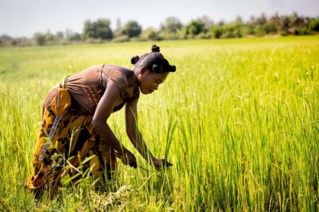 Sustainable management of Africa's forest could secure climate resilient future