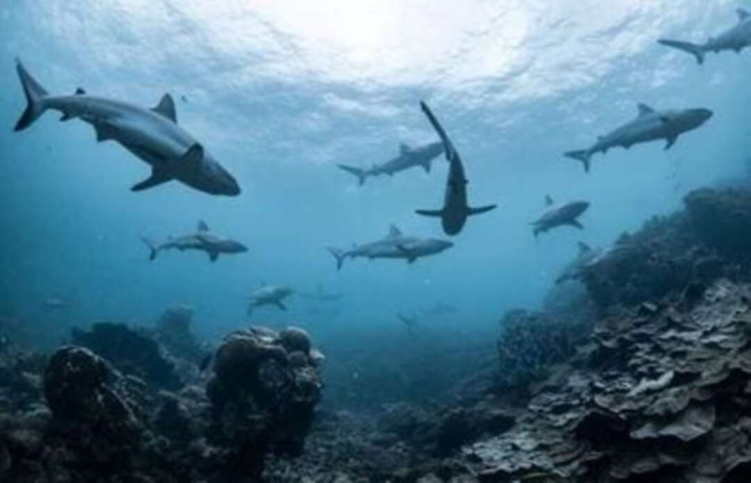 Colombia confiscates over 3000 shark fins before they illegally shipped to Hong Kong