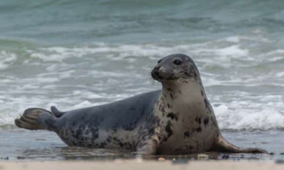 Thames’ healthy seal population shows the river is teeming with life