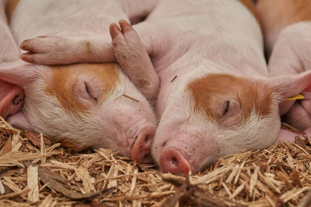 Number of pigs killed as fire broke out near Wallingford in Oxfordshire