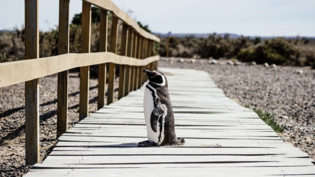 Antarctic penguin accidentally crosses 3000 km from its habitat to New Zealand shores