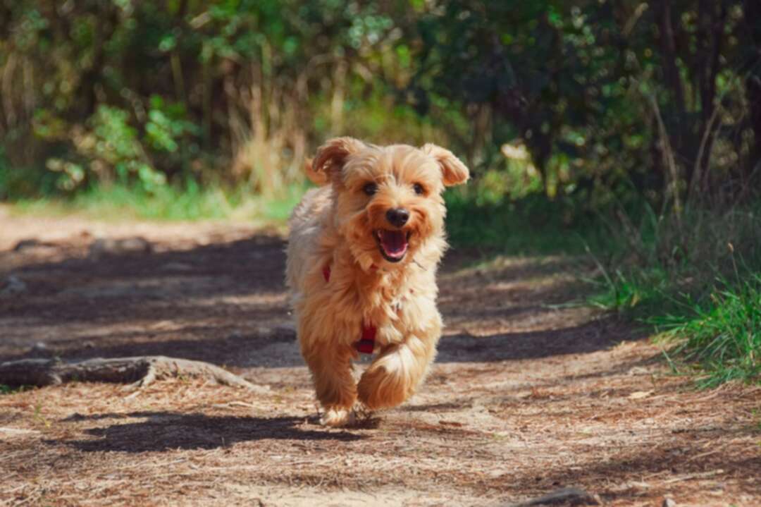 A missing dog reunited with owners after 12 years