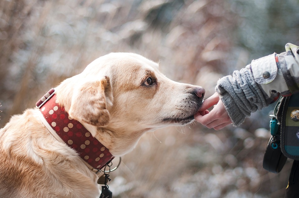 Pet animals-Labrador dog/Pixabay