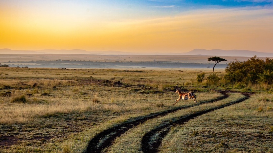 Antelope is used to refer to many species of even-toed ruminant that are indigenous to various regions in Africa and Eurasia (File photo: Pixabay)