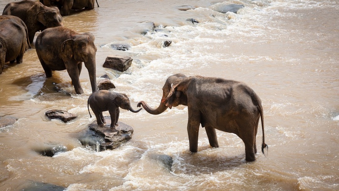 From August to December 2021, Kenya lost 62 elephants due to drought