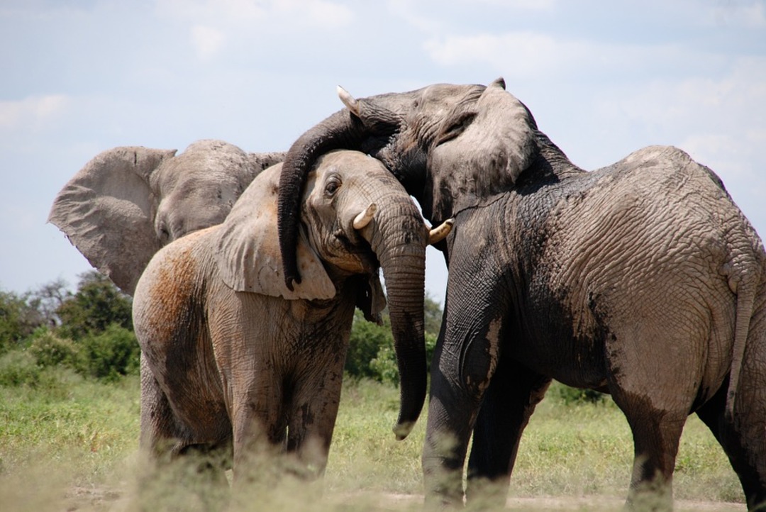 'Extraordinary' elephant that survived poaching dies in drought-hit Kenya