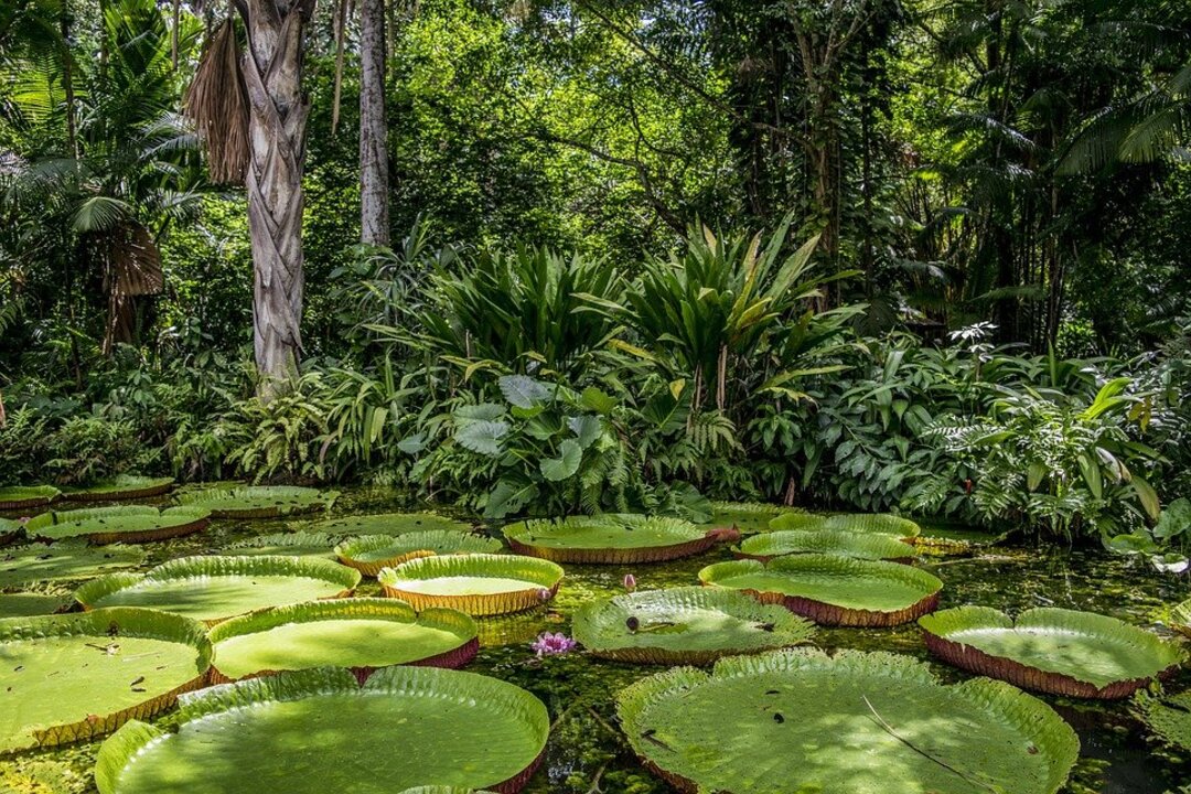 Brazil sets up priority actions to preserve Amazon