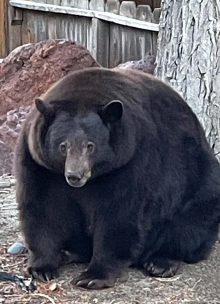 Hank the Tank, a 500-pound bear, wanted by California police