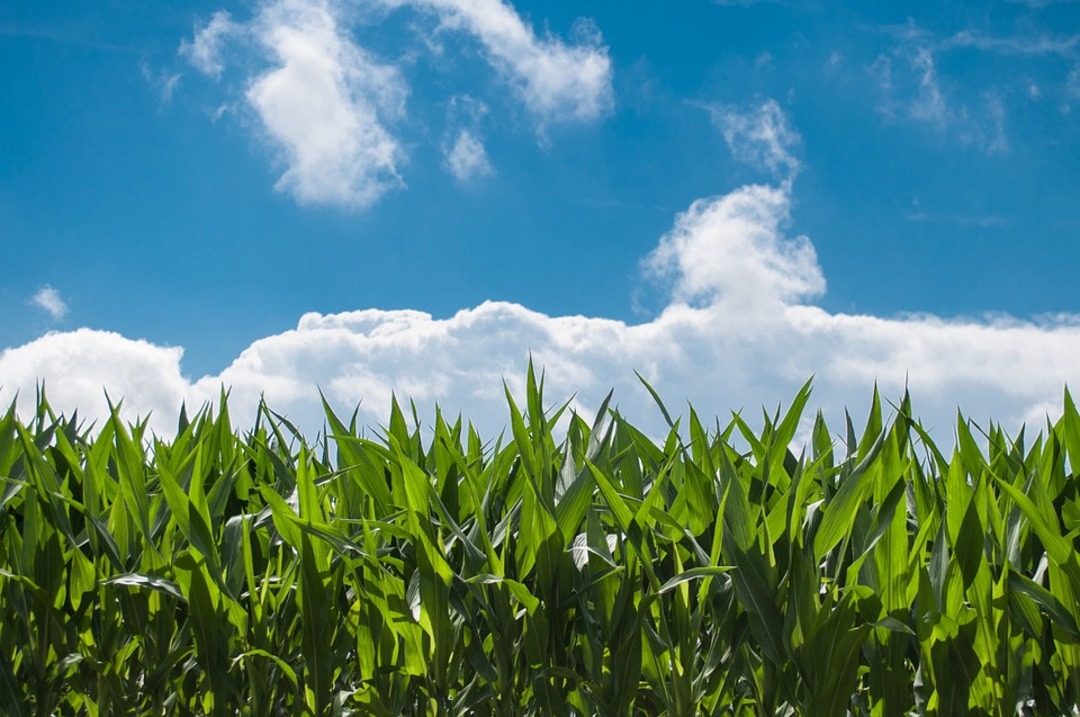 EU to suspend green farming rules to respond to the global needs for food