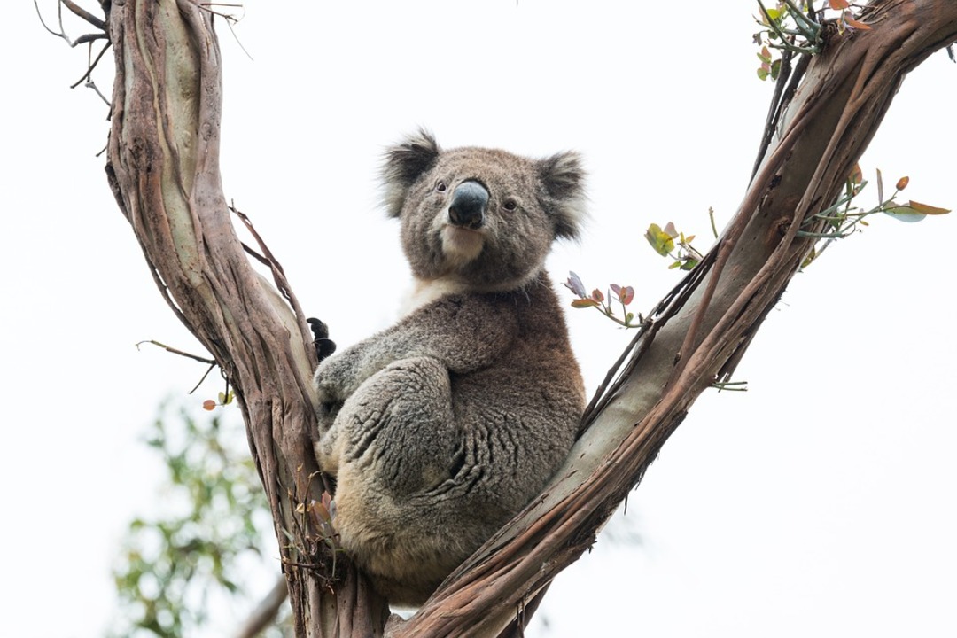 Jagger is the first koala to be bred as part of the pilot program, led by the University of Queensland, and was introduced to the public on Tuesday 29-03-2022 (File photo: Pixabay)