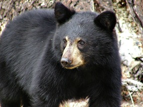 Misfire at Oregon bear results in death of two US brothers