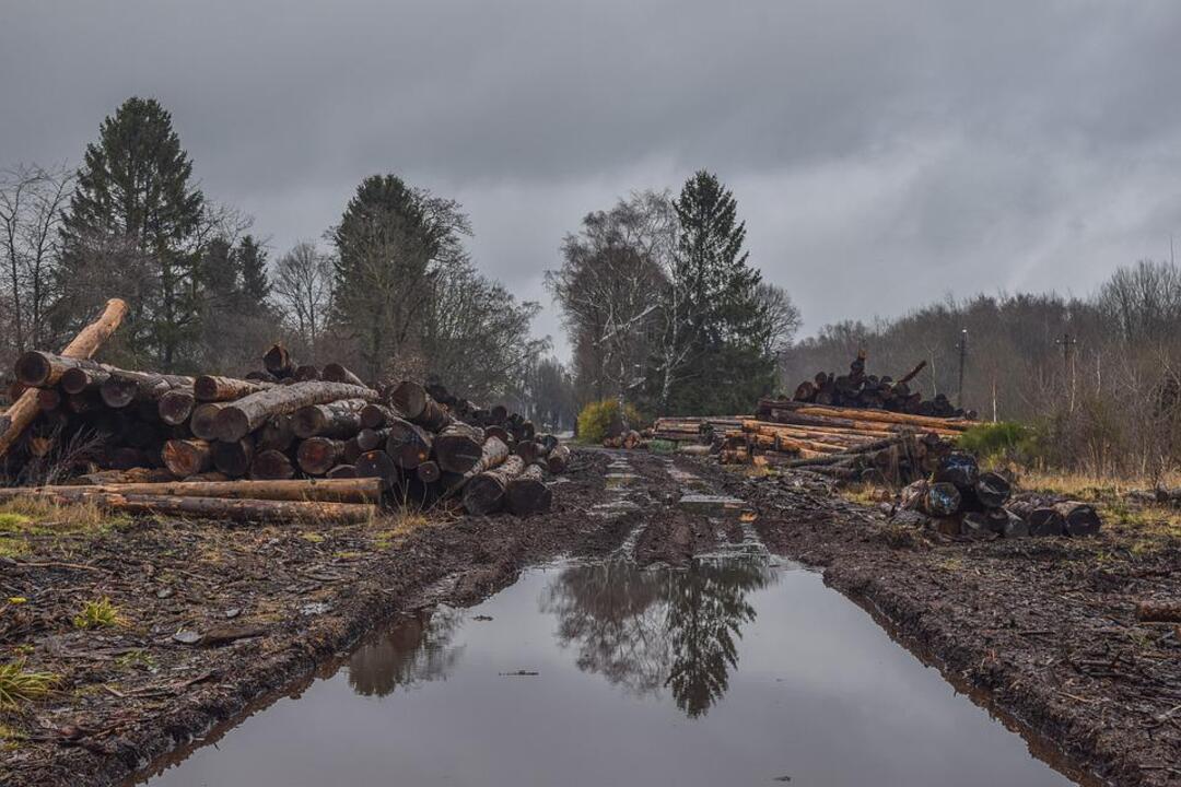 African scientists say green future in the continent at stake amid deforestation