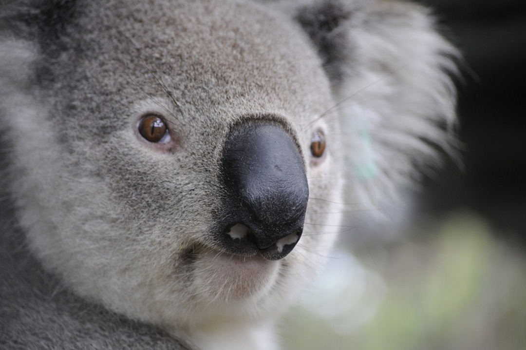 Australia vows new plan to stop extinction crisis