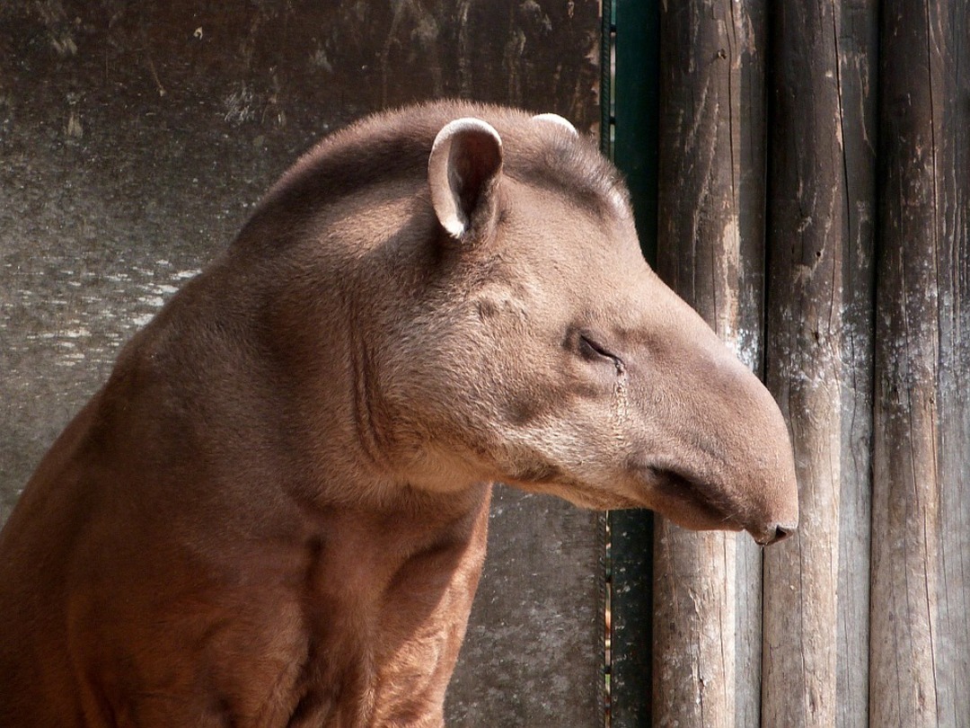 Ukrainian zoo worker rescues rare tapirs from city of Kharkiv