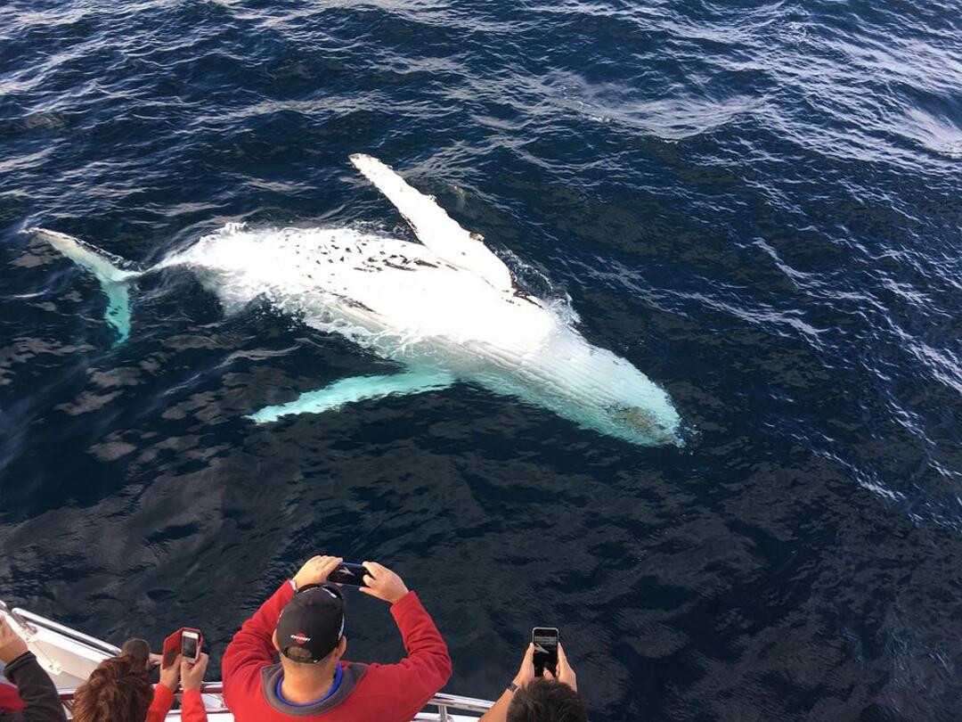 More than a dozen whales killed in mass stranding on remote Australian beach