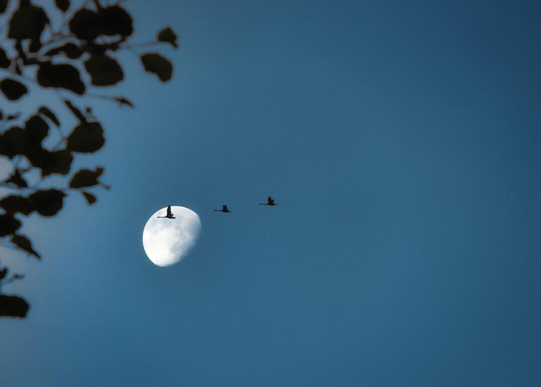 Birds fall from the sky as heatwave scorches India