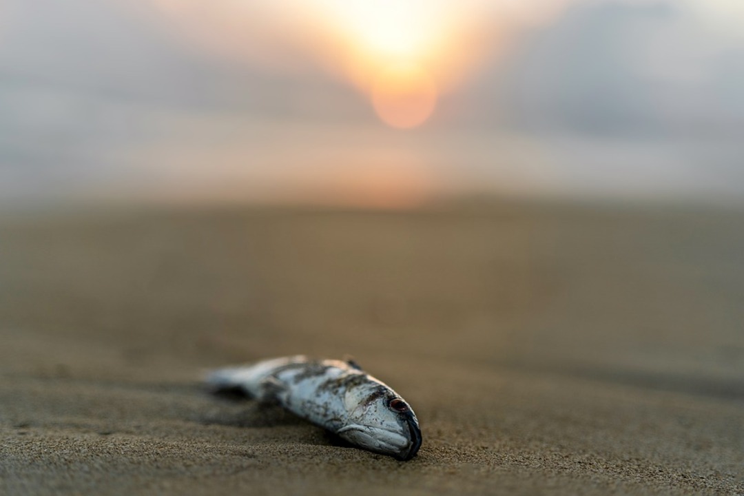 An unknown toxic substance causes mass fish die-off in German-Polish river