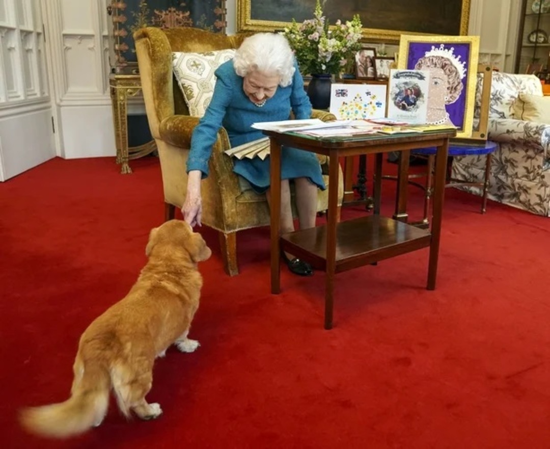 Prince Andrew and his ex-wife to take on queen's beloved corgis