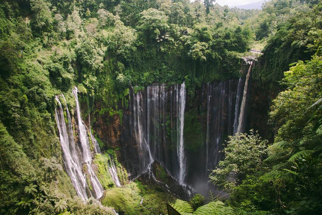 Norway, Indonesia sign agreement for protection of rainforests