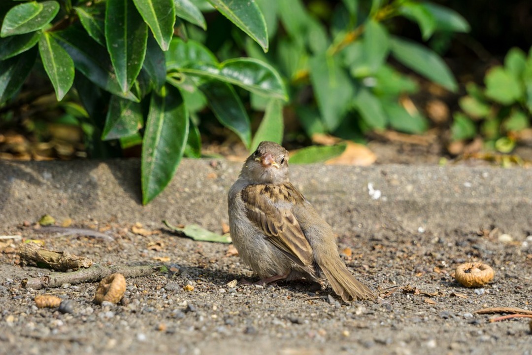 Deadliest bird flu in 20 years tears through Netherlands