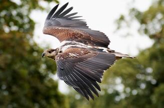 Saudi Arabia’s five-month hunting season begins on Thursday