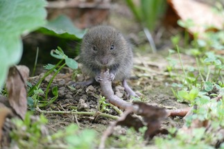 Study: New type of coronavirus found in bank voles