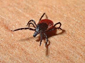 Northern Iraq registers Congo fever death as infections spread