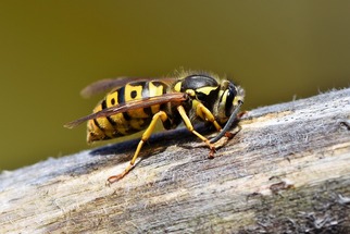 42 Sri Lankan students hospitalized following wasp attack