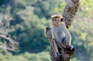 Infant dies after monkeys drop him from three-story rooftop in India