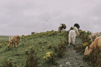 'Lumpy skin disease' kills 100,000 cattle in India